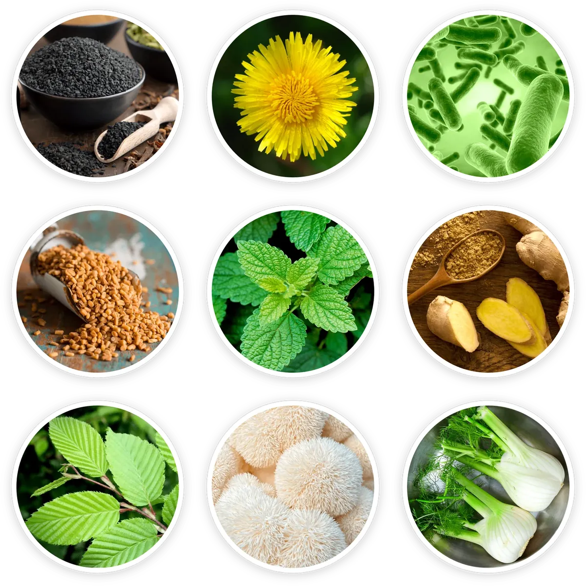 Neotonics ingredients